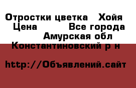 Отростки цветка  “Хойя“ › Цена ­ 300 - Все города  »    . Амурская обл.,Константиновский р-н